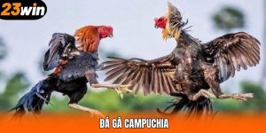 Đá Gà Campuchia - Hình Thức Giải Trí Số 1 Tại 23WIN