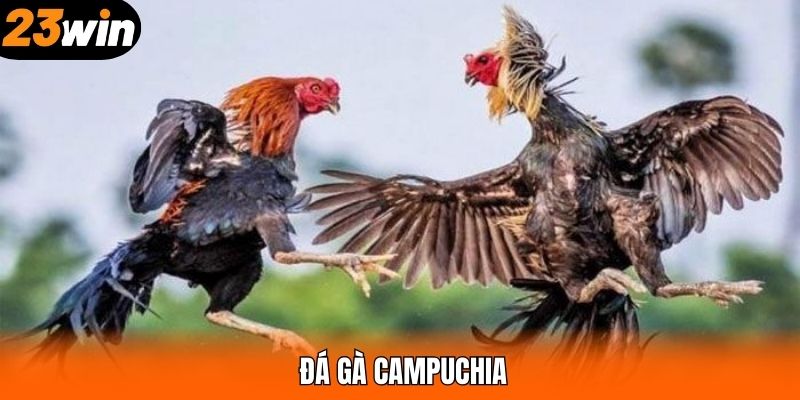 Đá Gà Campuchia - Hình Thức Giải Trí Số 1 Tại 23WIN