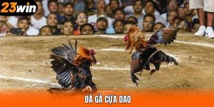 Đá Gà Cựa Dao - Thưởng Thức Các Trận Đấu Hấp Dẫn Tại 23WIN