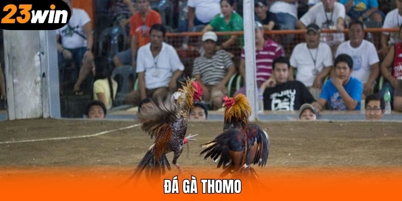 Đá Gà Thomo Các Trận Đấu Đỉnh Cao Không Nên Bỏ Lỡ Tại 23WIN