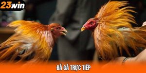 Đá Gà Trực Tiếp - Xem Ngay Các Trận Đấu Kịch Tính Tại 23WIN