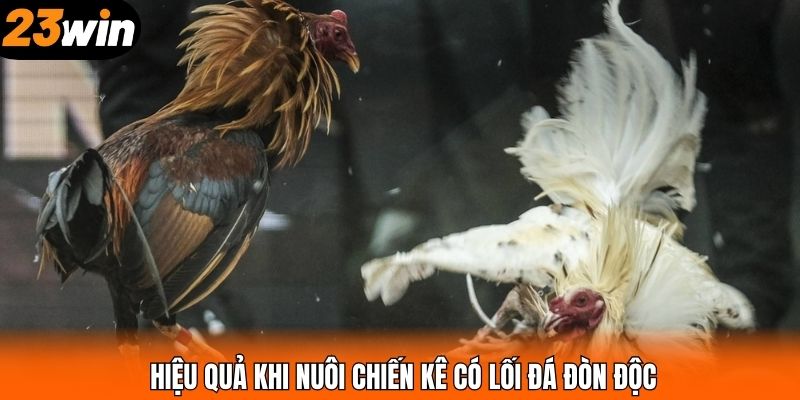 Hiệu quả khi nuôi chiến kê có lối đá đòn độc