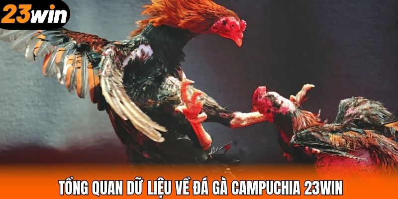 Tổng quan dữ liệu về đá gà Campuchia 23WIN